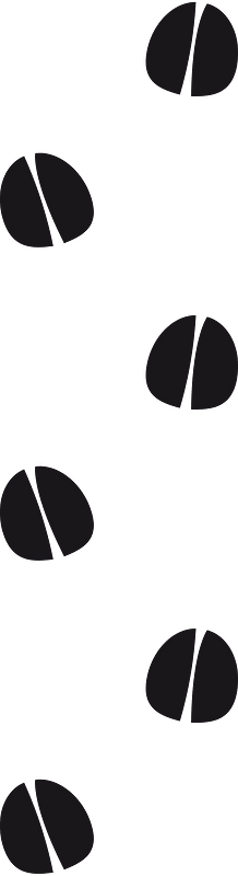 Footprints animal