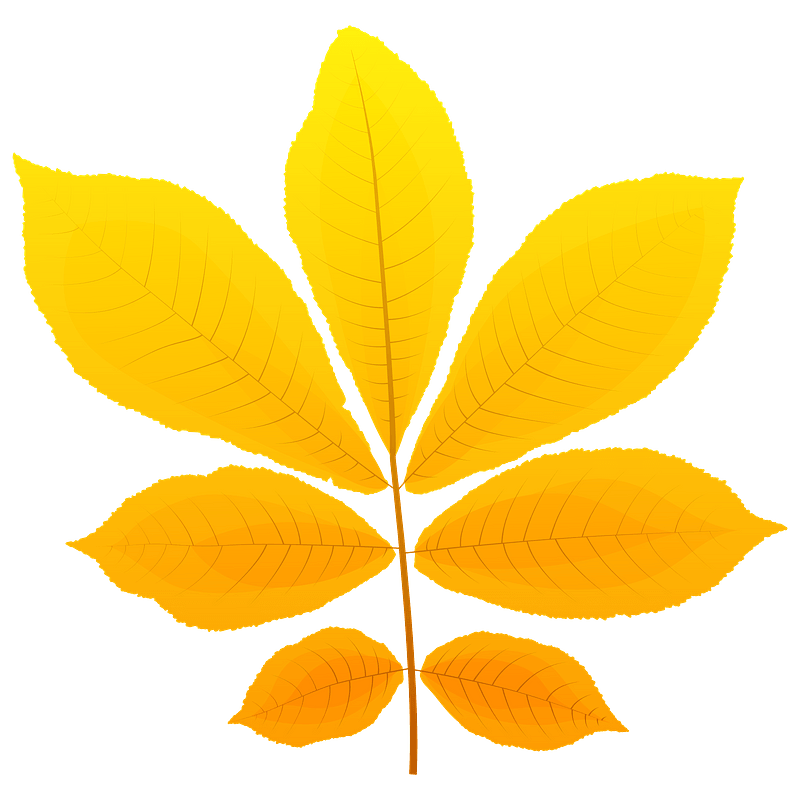 Bitternut hickory autumn leaf