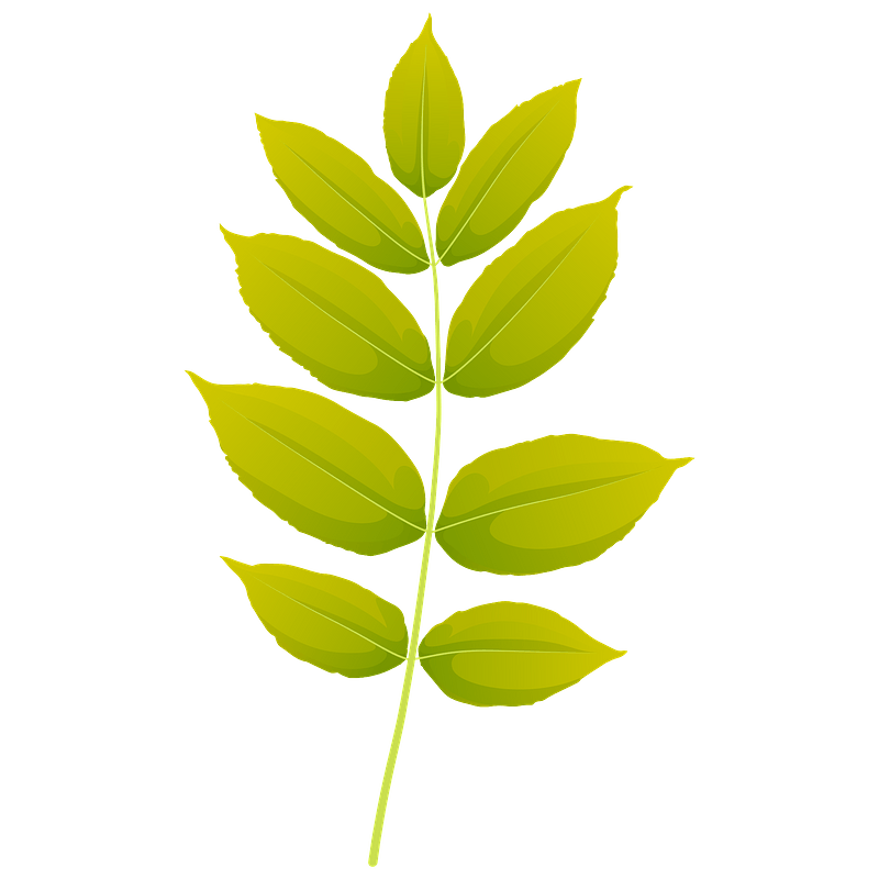 Black ash autumn leaf