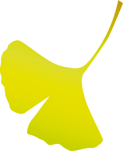 Ginkgo leaf