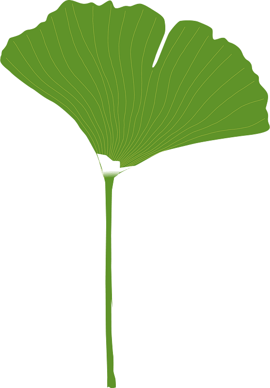 Ginkgo leaf