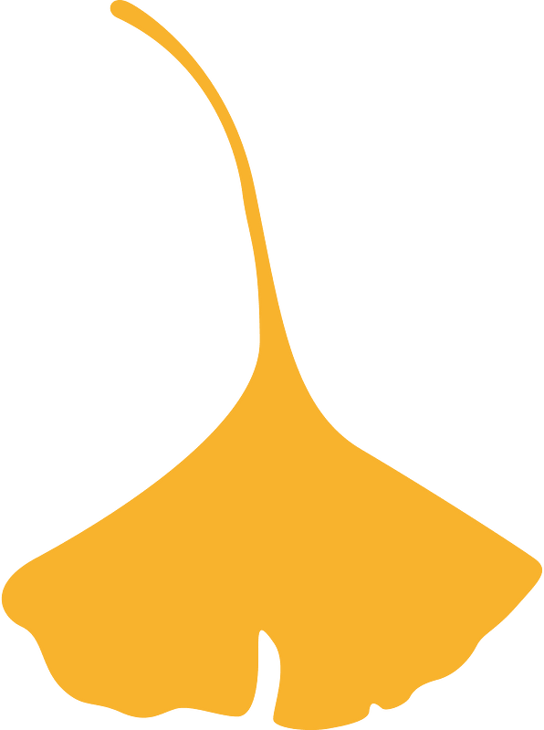 Ginkgo leaf