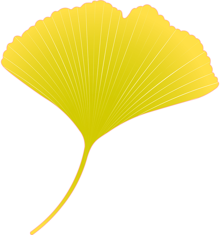 Ginkgo leaf