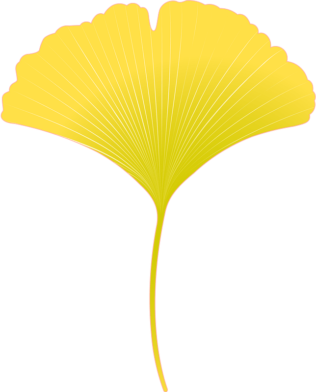 Ginkgo leaf - Free vector clipart images on creazilla.com