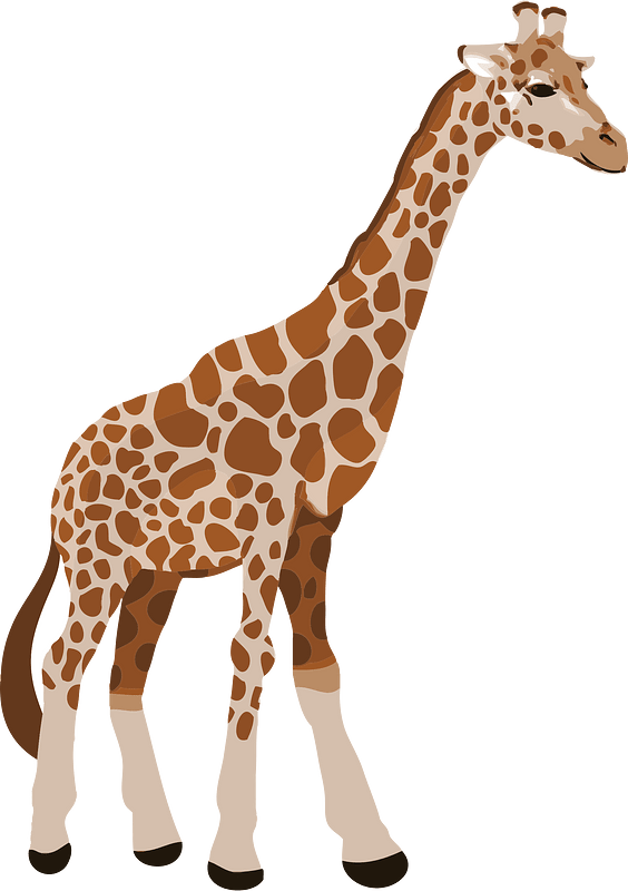 Giraffe animal