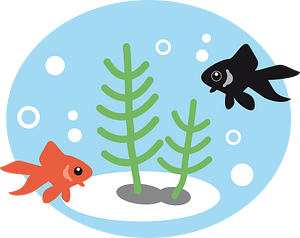 Goldfish fish
