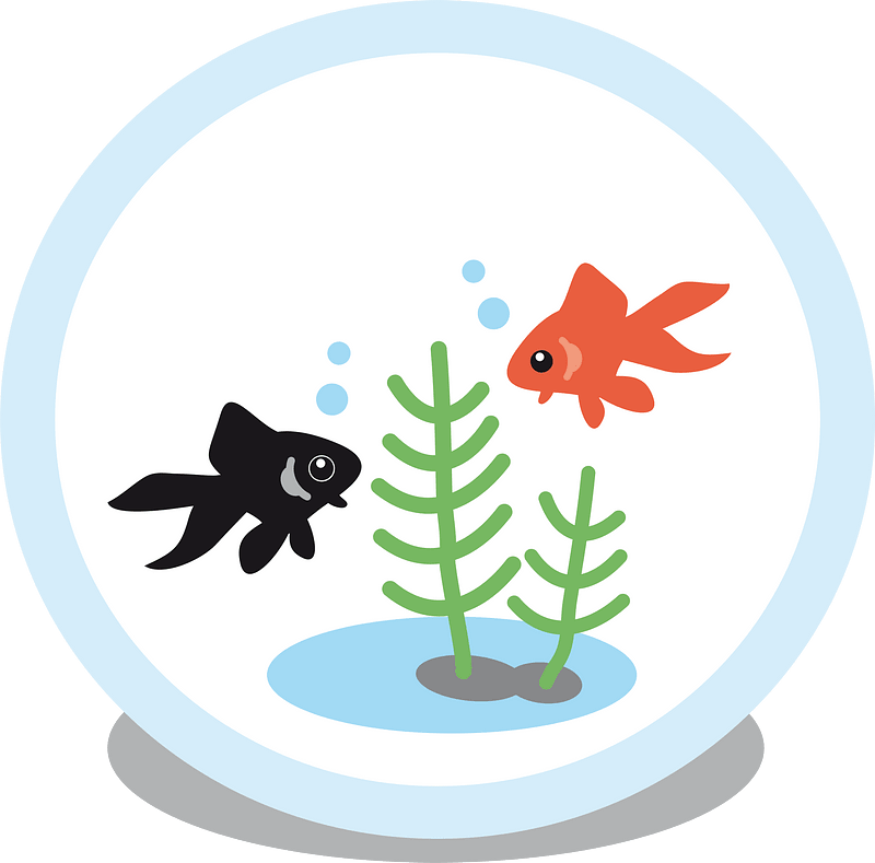 Goldfish fish