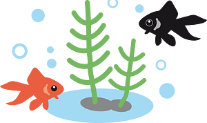 Goldfish fish