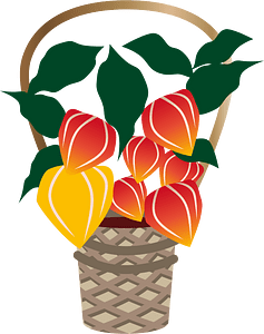 Chinese lantern plant