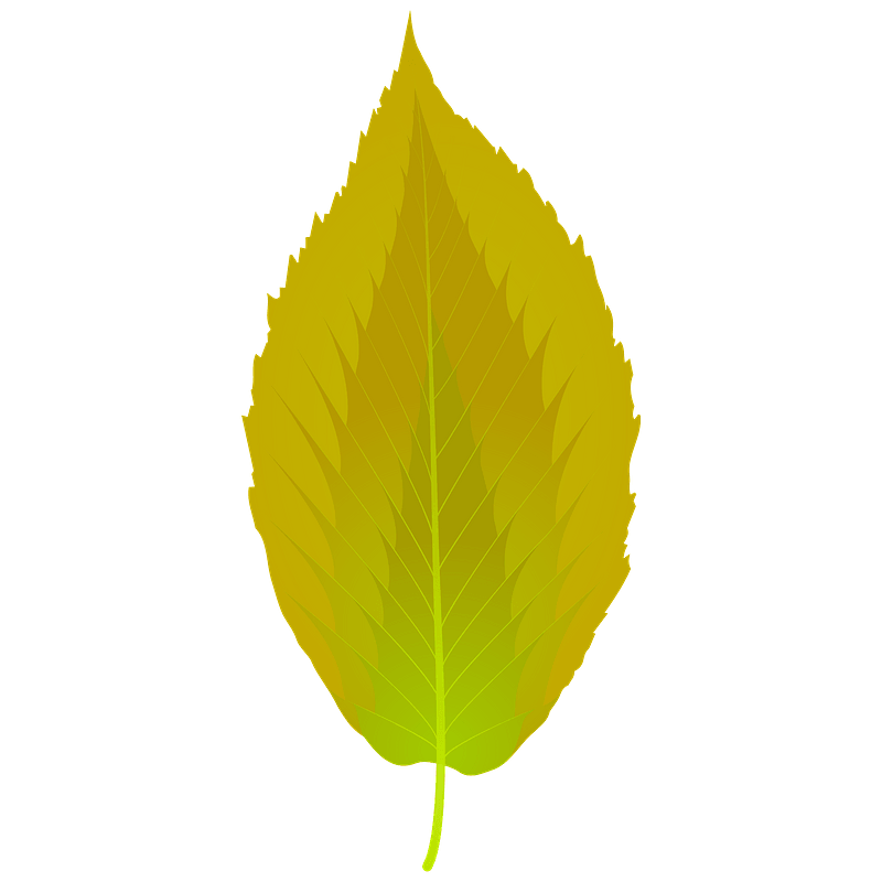 Black birch summer leaf