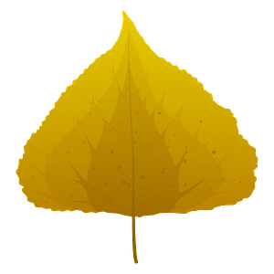 Black poplar autumn leaf