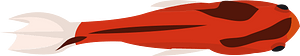 Goldfish fish