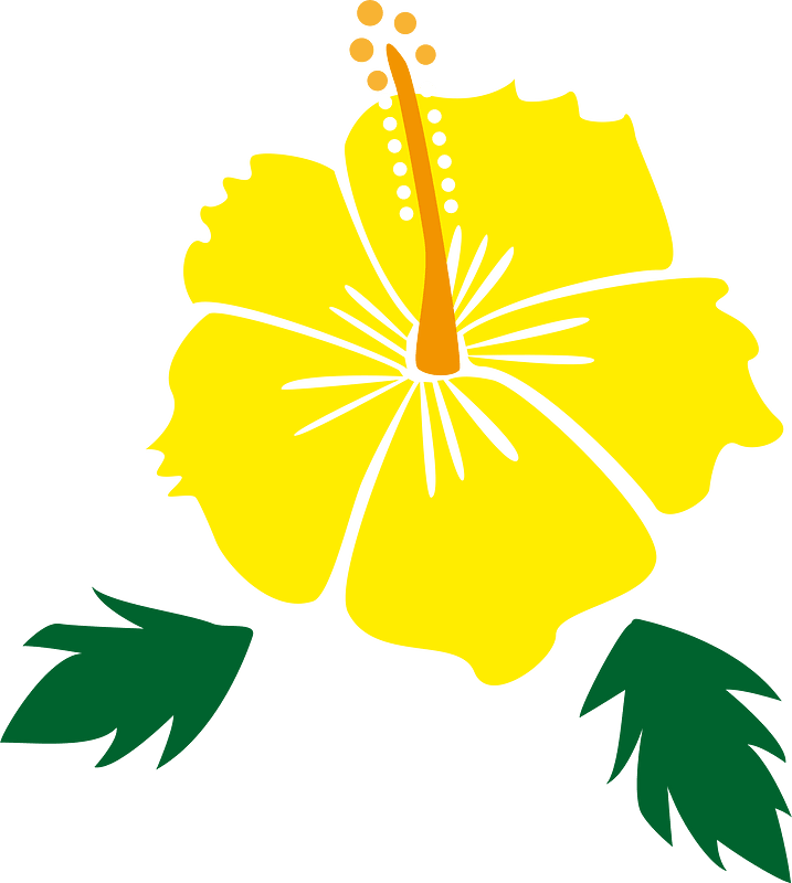 Hibiscus flower