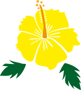 Hibiscus flower