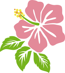 Hibiscus flower