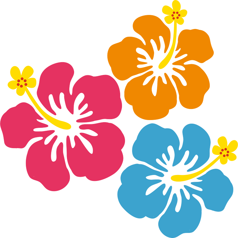 Hibiscus flowers