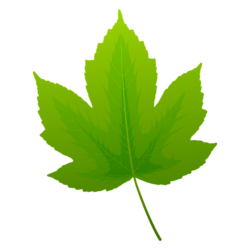Field maple spring leaf
