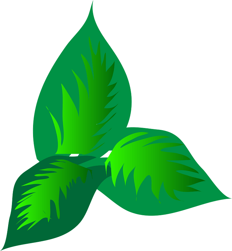 芙蓉