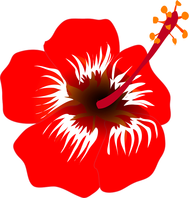 Hibiscus