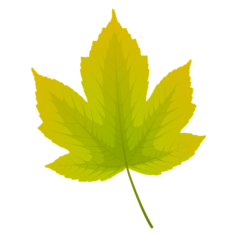 Field maple summer leaf