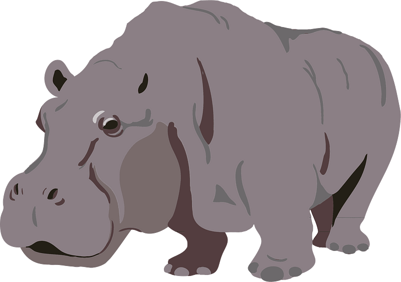 Hippopotamus animal