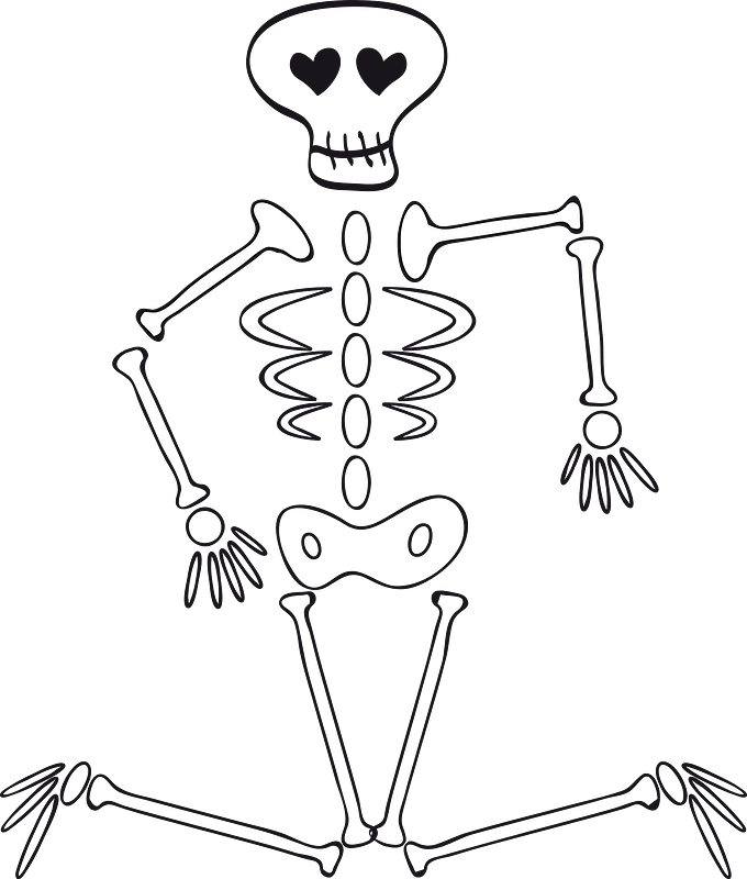 Human skeleton