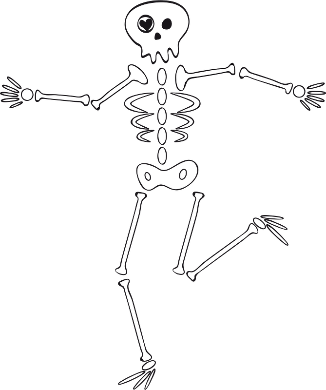 Human skeleton