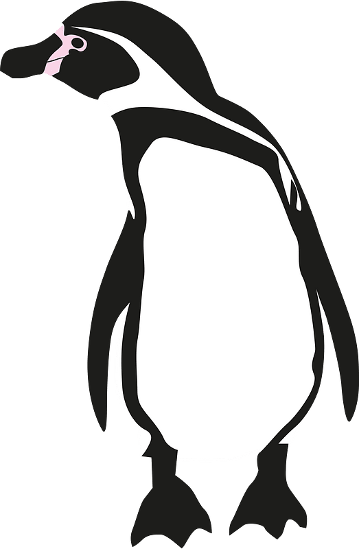 Humboldt penguin