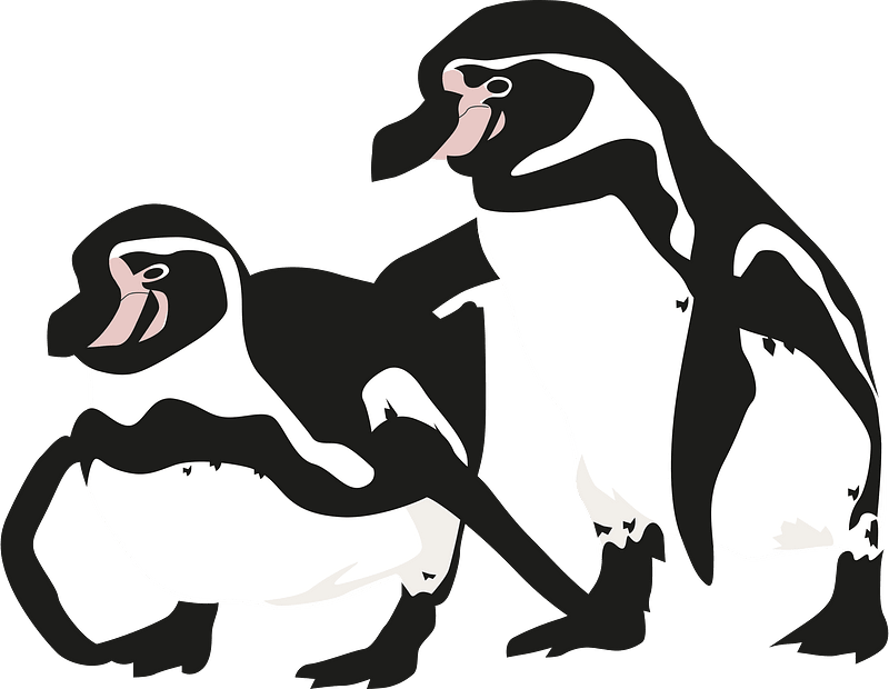 Humboldt penguin
