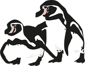 Humboldt penguin