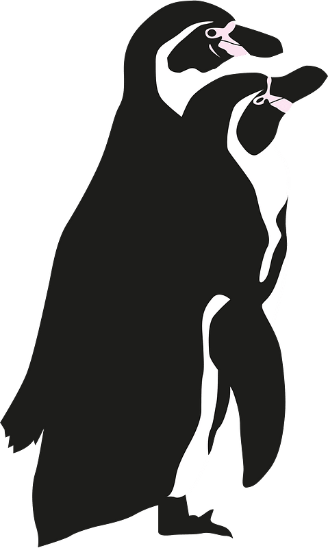 Humboldt penguin
