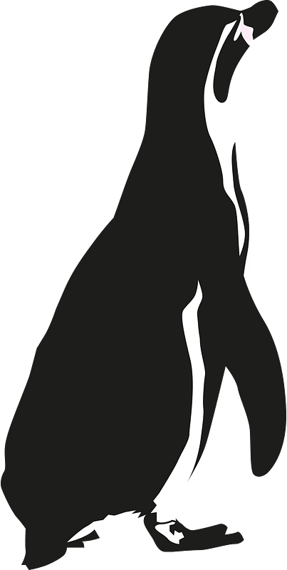 Humboldt penguin