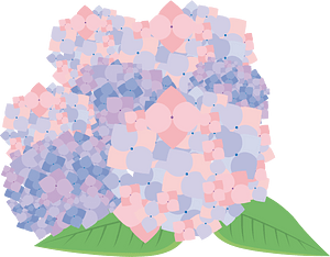 Hydrangea flower