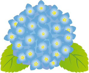 Hydrangea flower
