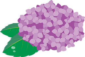 Hydrangea flower