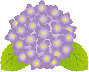 Hydrangea flower