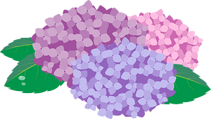 Hydrangea flower