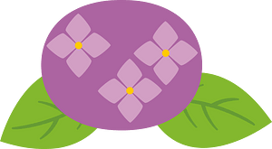 Hydrangea flower