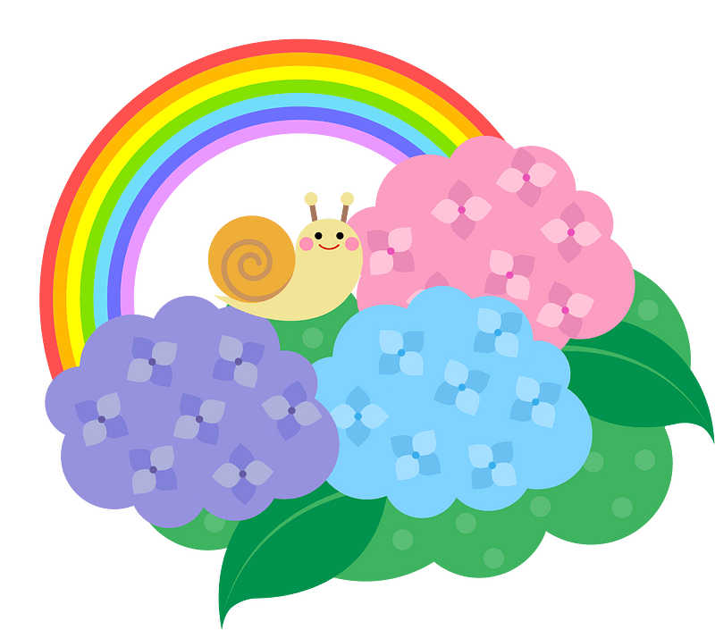 Hydrangea rainbow