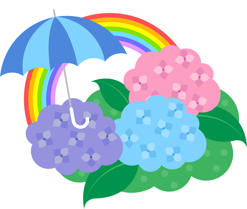 Hydrangea rainbow
