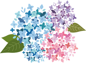 Hydrangea