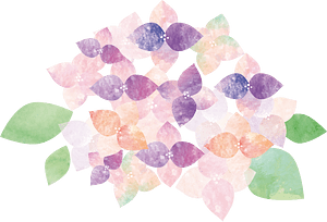 Hydrangea