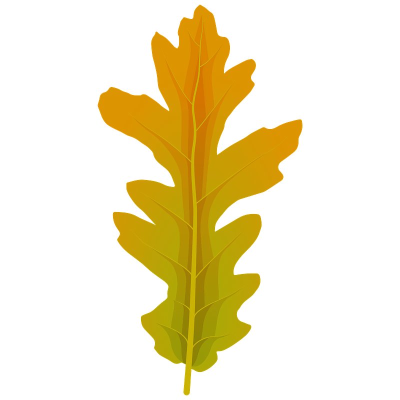 Turkey oak summer leaf
