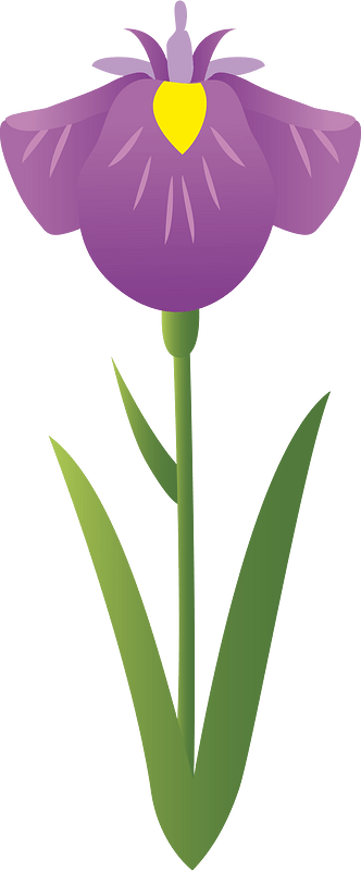 Japanese iris