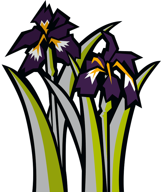 Japanese iris