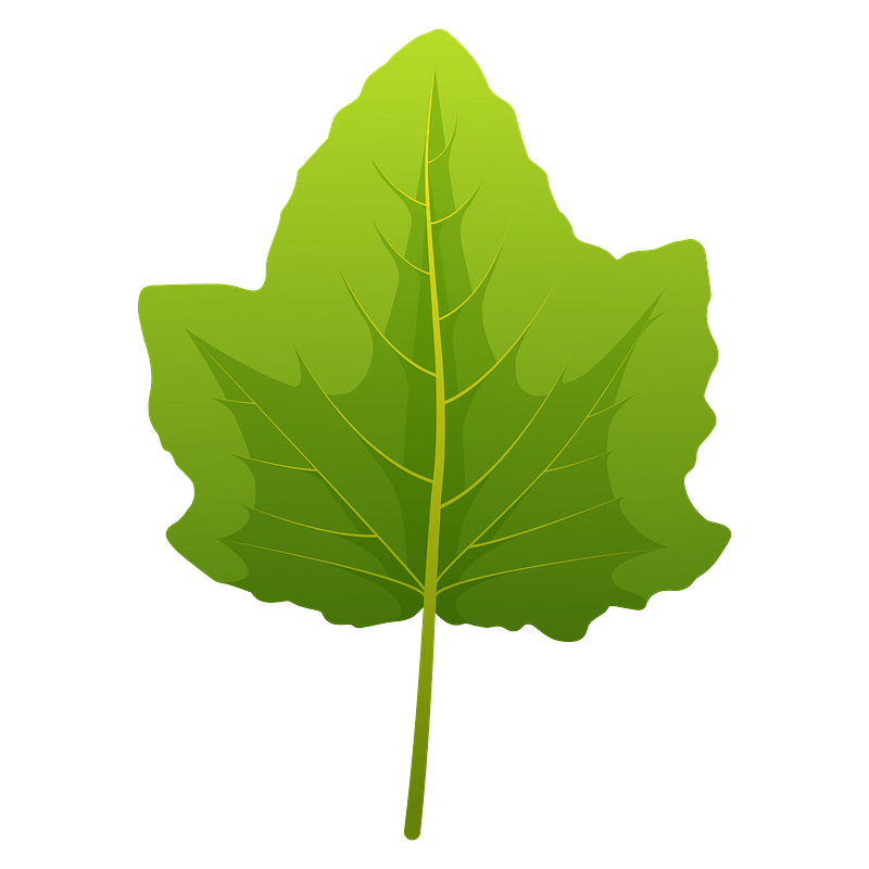 White poplar spring leaf