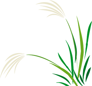 Japanese pampas grass