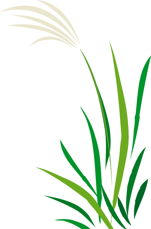 Japanese pampas grass