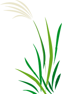 Japanese pampas grass