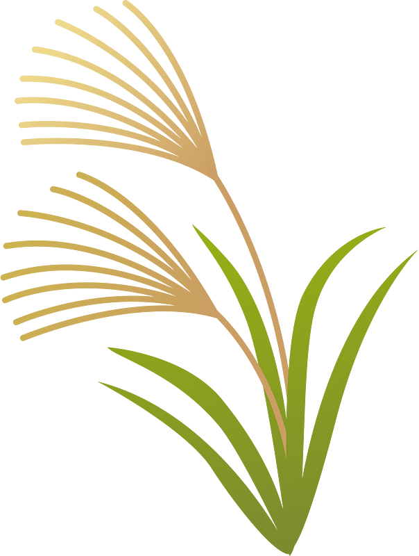 Japanese pampas grass
